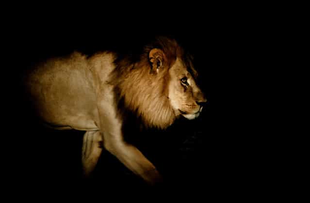 [From the Darkness]. Nothing seems more powerful or stunning than a lion emerging from the darkness. This lion barely acknowledged our presence, but we held our breath as he strode quietly through the light of our torch. Location: Moremi Game Reserve, Okavango Delta, Botswana. (Photo and caption by Amanda Stronza/National Geographic Traveler Photo Contest)