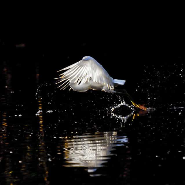 [First Flight]. I captured this Snowy Egret at first light in a remote pond in the Everglades. Location: Evergaldes Nationl Park. (Photo and caption by Sandy Flint/National Geographic Traveler Photo Contest)