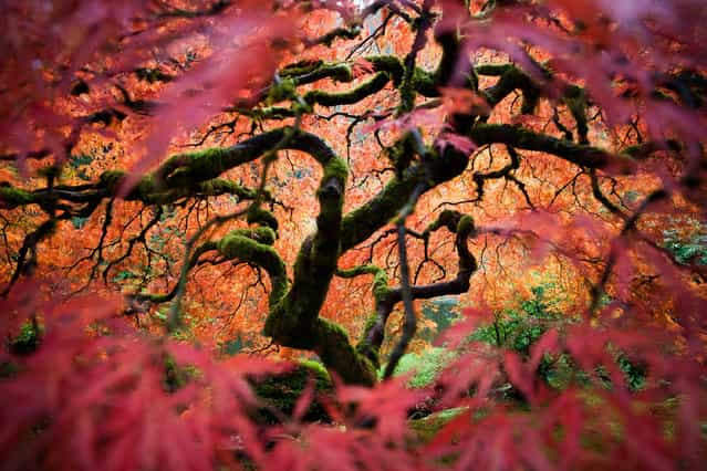 [Merit Winner: Looking into Another World]. This is the great Japanese maple tree in the Portland Japanese Gardens. I tried to bring a different perspective of this frequently photographed tree. Location: Portland, OR. (Photo and caption by Fred An/National Geographic Traveler Photo Contest)