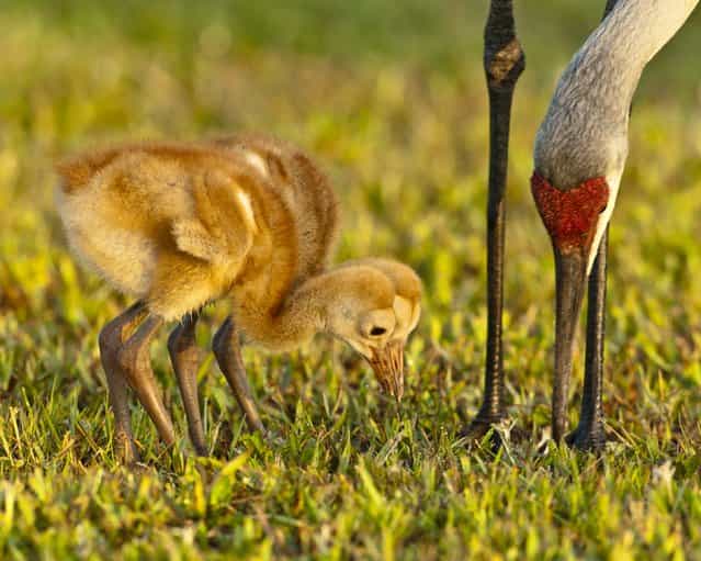 [Training Day]. It's training day for these two eleven day old Sandhill Colts. Mom was showing them how to dig for insects. A great experience. Location: Melbourne Florida USA. (Photo and caption by Graham McGeorge/National Geographic Traveler Photo Contest)