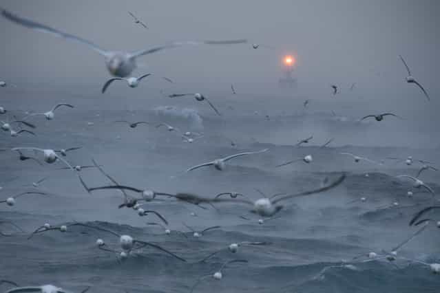 [Ship in the Distance]. A ship approaches in the Bering Sea. They are coming to unload their catch of pollock to the mothership. The cold air steams in the even colder air. Seagulls and Northern Fulmars follow behind the ships while they process the fish. Location: Bering Sea, Alaska. (Photo and caption by Jennifer Padilla/National Geographic Traveler Photo Contest)