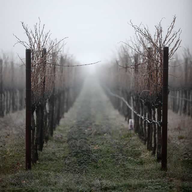 [The Flirt]. Caught these two flirting grape vines in Napa Valley California one early misty morning. One vine with it's [finger] curled up like a seductress saying, come over to my row. The other vine reaches out to comply. Location: Napa, California, USA. (Photo and caption by Brian Yen/National Geographic Traveler Photo Contest)