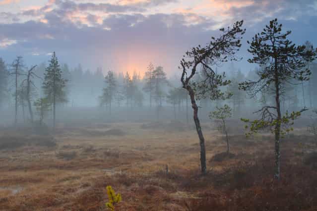 [Beginning of the summer]. A magic moment in the midnight in northern Finland in late may 2012, taken on a swamp towards the midnight sun and nighthaze. Location: Finland, North-eastern, Pudasjarvi. (Photo and caption by Jari-Matti Salonurmi/National Geographic Traveler Photo Contest)