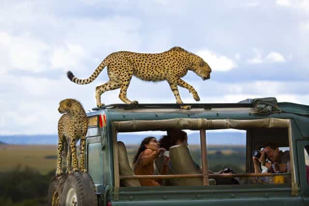 [Say cheese]. Cheetahs jumped on the vehicle of tourists in Masai Mara national park, Kenya. (Photo and caption by Yanai Bonneh/National Geographic Traveler Photo Contest)