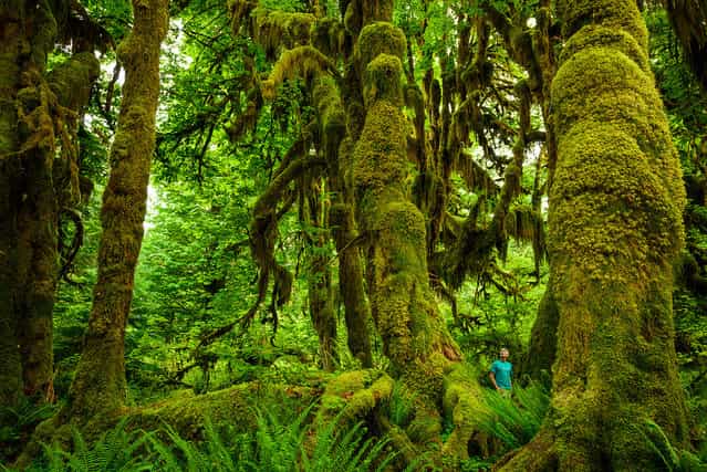 [A Mossy Walk]. A self portrait walking through the Hoh rainforest in Washington state. Location: Olympic National Park, WA, USA, Hoh rainforest. (Photo and caption by Scott Sady/National Geographic Traveler Photo Contest)