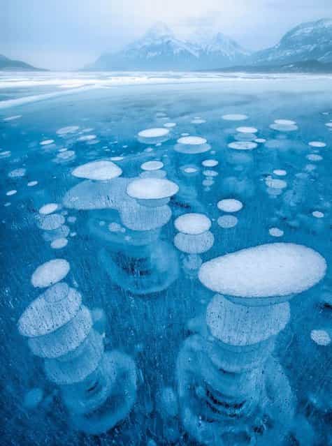Ice bubbles in Abraham Lake, located at the foot of the Rocky Mountains in Canada. (Photo by Chip Phillips/Rex Features)
