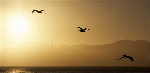 [Golden Gate Sunset]. Pelicans flying towards the Golden Gate Bridge. Location: San Francisco. (Photo and caption by Mike Stephenson/National Geographic Traveler Photo Contest)