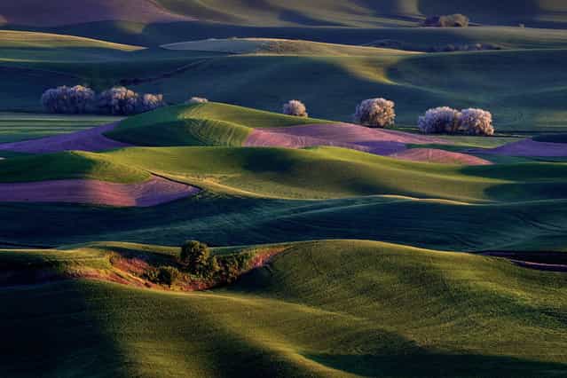 [Sunrise on Palouse Hills]. The sun's first rays warm the rolling hills of the Palouse Country in Eastern, Washington. Location: North of Colfax, Washington. (Photo and caption by Randall Roberts/National Geographic Traveler Photo Contest)