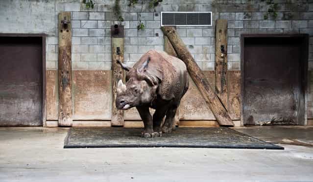 [A Zoo Life]. A rhinoceros in its small concrete enclosure at the Toronto Zoo. (Photo and caption by Vincent Demers/National Geographic Traveler Photo Contest)