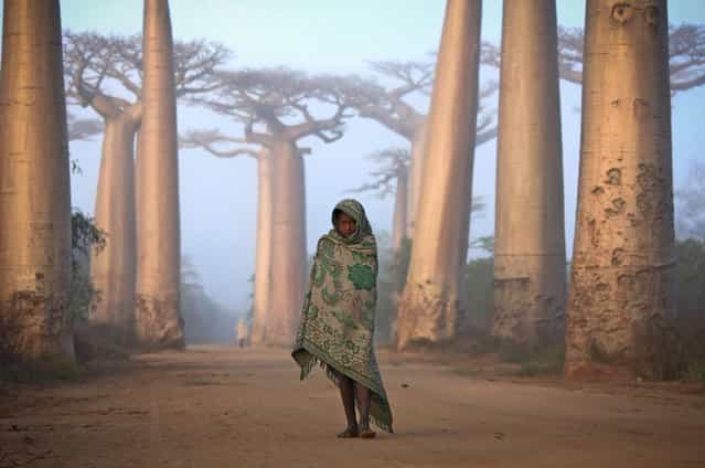 [Merit Winner: Lost in Time – An Ancient Forest]. Near the city of Morondava, on the West coast of Madagascar lies an ancient forest of Baobab trees. Unique to Madagascar, the endemic species is sacred to the Malagasy people, and rightly so. Walking amongst these giants is like nothing else on this planet. Some of the trees here are over a thousand years old. It is a spiritual place, almost magical. Location: Avenue du Baobab, Morandava, Madagascar. (Photo and caption by Ken Thorne/National Geographic Traveler Photo Contest)