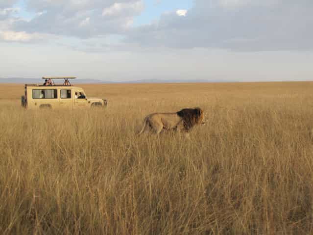 [King of the Maasai Mara]. Shot of a lion walking through the Maasai Mara. There were 5 or 6 safari vehicles following this majestic beast as it calmed strolled through the savanna, unfazed. I thought that this shot captured who was truly in charge. Location: Maasai Mara, Kenya. (Photo and caption by Rekha Thomas/National Geographic Traveler Photo Contest)