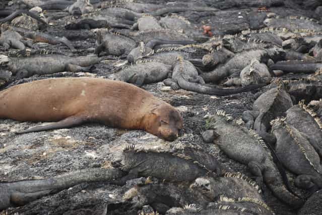 [Dreaming of catching the big one]. This pic is of a seal sun bathing amongst quite a few marine iguanas. Not a care in the world. Possibly dreaming of catching the big one! Location: Galapagos islands. (Photo and caption by Matthew Colucci/National Geographic Traveler Photo Contest)