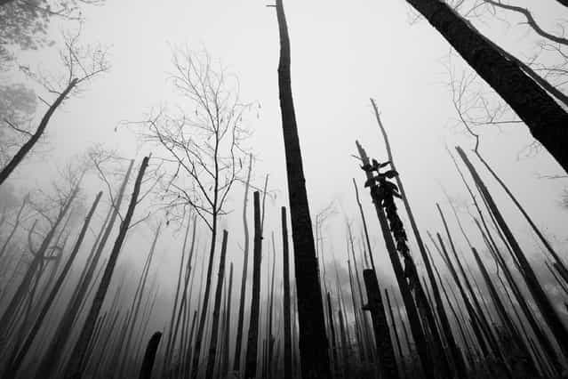 [Haunted forest]. While birding in Sierra de Bahoruco, near the Dominican-Haitian border, I drove passed the 2,000mt of altitude into this foggy burnt forest. The atmosphere was magical and sad at the same time. (Photo and caption by Mario Davalos/National Geographic Traveler Photo Contest)