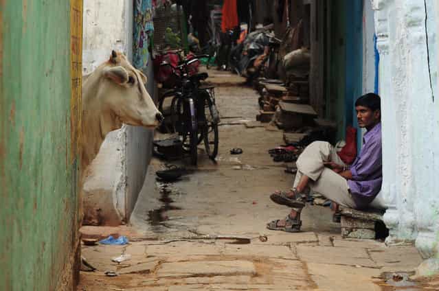 [Varanasi Encounter]. A man and a cow go about their daily routines in a narrow alley in Varanasi, India. (Photo and caption by Jordan Youngs/National Geographic Traveler Photo Contest)
