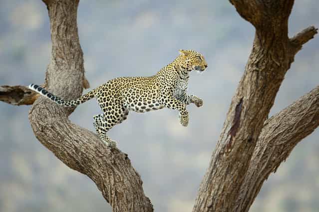 [African Leopard]. African leopard Jumpin in tree. International Reserve of Samburu, Kenya. (Photo and caption by Juan Hernandez/National Geographic Traveler Photo Contest)