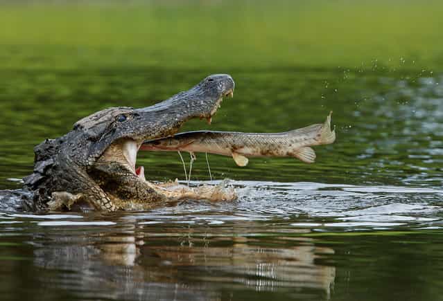 [Down the Hatch!] American Alligator downing a Florida gar. Location: Myakka River State Park, Sarasota, FL. (Photo and caption by Marina Scarr/National Geographic Traveler Photo Contest)