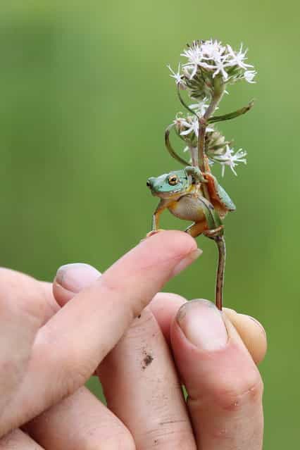 [Take My Strong Hand]. Sitting in the grass in a remote valley in the southern highlands of Tanzania, watching male buff-shouldered widowbirds displaying to females, we spied what we thought was a little green bug napping in the nook of a flower. And so started our spontaneous moment with this little green frog. It remains as one of our favourite moments from our three month visit. Location: Mtitu Valley, Tanzania, Africa. (Photo and caption by Julia Ormond/National Geographic Traveler Photo Contest)