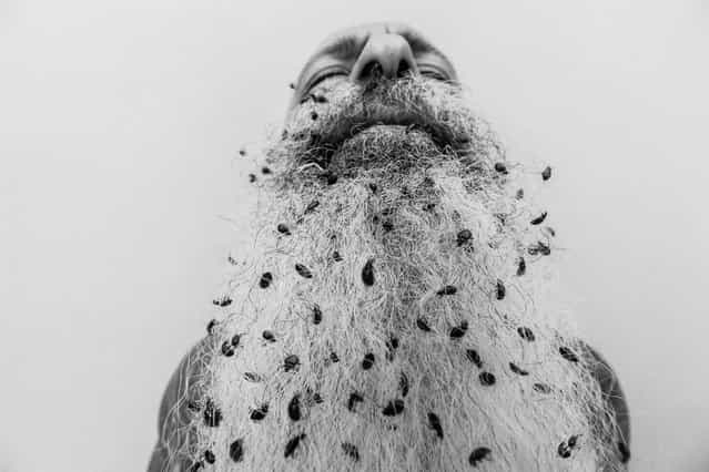 [Manscaping]. A man's beard becomes filled with ladybugs. Location: Los Altos, CA USA. (Photo and caption by Dani Grant/National Geographic Traveler Photo Contest)