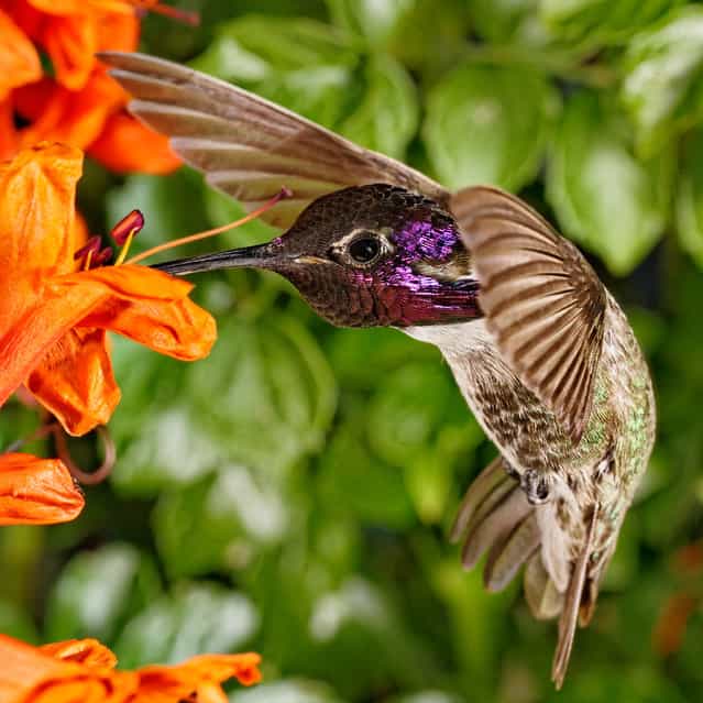 [Morning Refreshment]. Costa's Hummingbird on Cape Honeysuckle. Location: Phoenix, Arizona, USA. (Photo and caption by Brent Bristol/National Geographic Traveler Photo Contest)