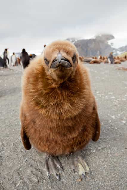[Cub]. In the colony of penguins in South Georgia. (Photo and caption by Ondrej Zaruba/National Geographic Traveler Photo Contest)