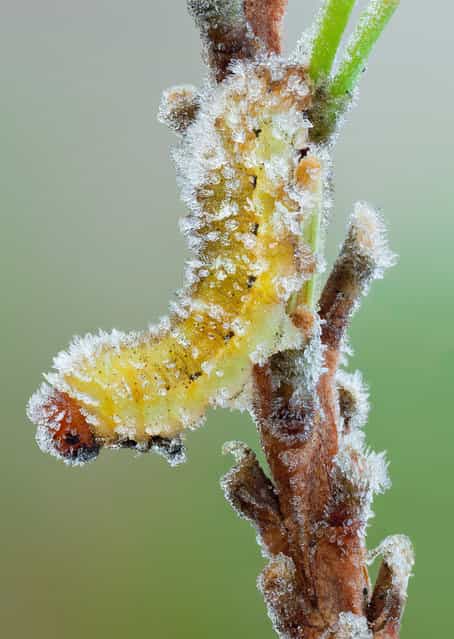 Frostbite. Unknown larva (leaning towards sawfly) on a frosty pine twig. (John Hallmén)