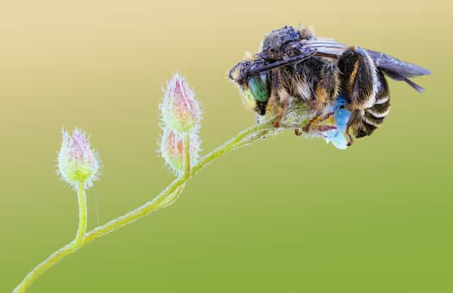 Bee on Forget-me-not. Macropis europaea, Melittidae; Size: 7 mm. (John Hallmén)