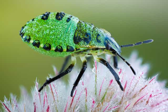 Green Shieldbug Nymph. Palomena prasina, Pentatomidae; Size: 6-7 mm. (John Hallmén)