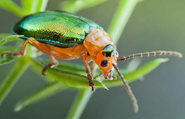 Shiny Leaf Beetle. Sermylassa halensis; Size: 6 mm. (John Hallmén)