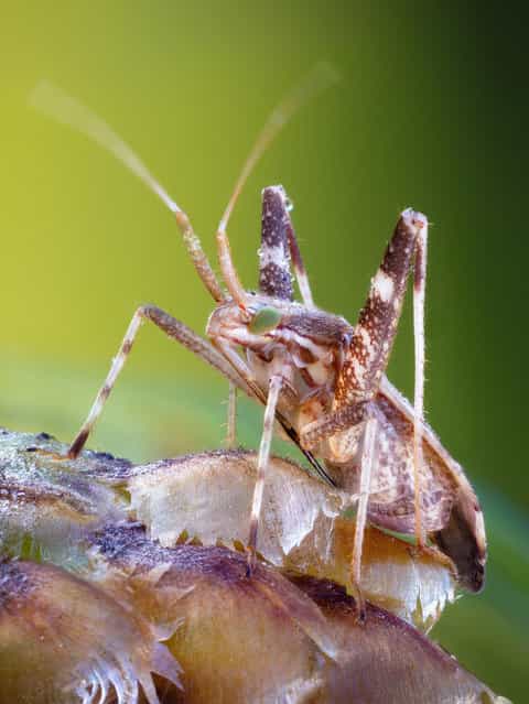 Long Legged Mirid Bug. Phytocoris cf. varipes, Miridae; 
Size: 6-7 mm. (John Hallmén)