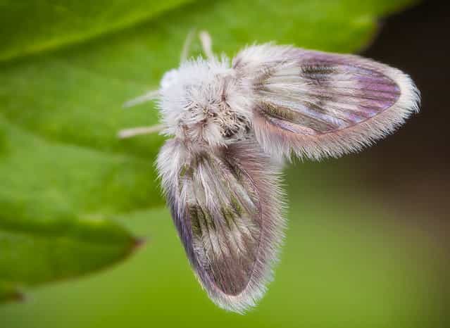 Moth Fly. Psychodidae; Size: 3 mm. (John Hallmén)