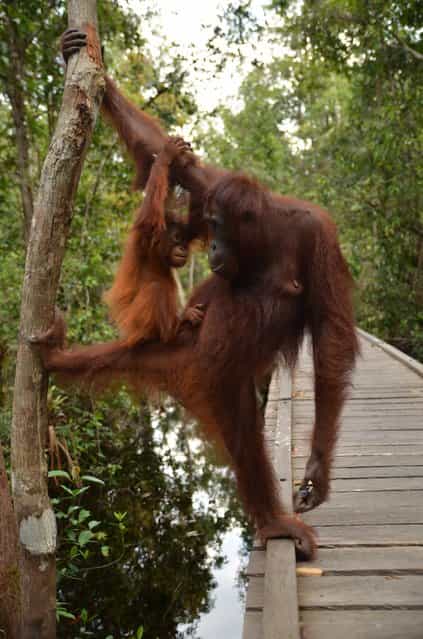 [Mom... I love you]. A mother-child moment... Orangutan mom and child are gazing each other with love at Camp Leakey, Tanjung Puting National Park. Location: Kotawaringin Barat, Kalimantan Tengah, Indonesia. (Photo and caption by Miranda Rachellina/National Geographic Traveler Photo Contest)