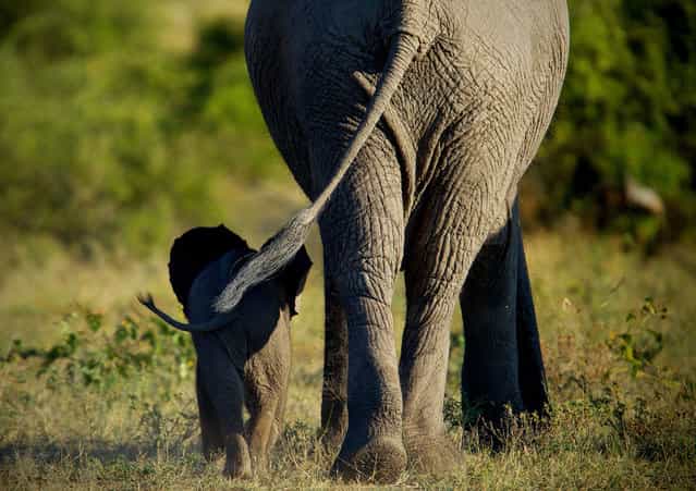 [Mother and calf]. Elephant calf walking in the protective shadow of it's mother. Love how I captured their tails swinging in unison. Chobe National Park, Botswana, Africa. (Photo and caption by Simon Hodgson/National Geographic Traveler Photo Contest)