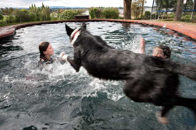 [Poolside]. I had the privilege of staying with Maia and her family. In this photo Maia and her friend were caught up in a splash war when Bella, one of the pups, decided she wanted in on the fun. Location: Mapua New Zealand. (Photo and caption by Laura Casner/National Geographic Traveler Photo Contest)