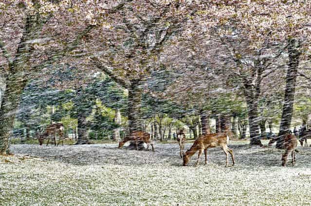 [Deer under falling Cherry Blossom Petals]. I sat down a stump for rest after stroll in Nara Park, and watching deer. They were eating fallen cherry blossom petals in peacefully. Suddenly strong wind blew out and cherry blossom petals were started to fall on the deer. It is like a shower of falling cherry blossom petals. It is called [Hana Fubuki] in Japanese, literally means flower snowstorm. Location: Nara Park, Nara Prefecture, Japan. (Photo and caption by Hisao Mogi/National Geographic Traveler Photo Contest)