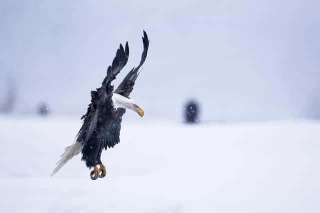 [Bald Eagle landing in snowstorm]. In late fall every years thousands of bald eagles gather along the Chilkat River in Southeast Alaska for their last feast of the season. A late fall spawning run of 10-pound chum salmon attracts this largest known congregation of bald eagles. (Photo and caption by Nicolas Dory/National Geographic Traveler Photo Contest)