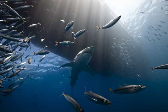 [Great White Shark of Guadalupe Island]. A great white shark very quiet under the boat and a lot of fish. The sun ray lighting the head of the shark. Location: Guadalupe Island, Mexico. (Photo and caption by Marc Henauer/National Geographic Traveler Photo Contest)