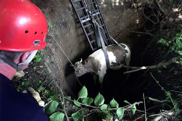 A fireman watches a cow being lifted out of a five meter deep hole at Saint Saulve near Valenciennes, northern France, on June 19, 2001. The ground collapsed as two cows crossed over an underground quarry. The cows were unhurt. (Photo by Reuters via The Atlantic)