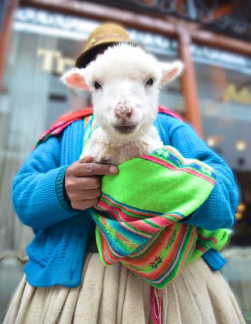 [Lolita the Lamb]. Pictured above is Lolita the Lamb. One of the many lambs whose purity and beauty invoke the traveling visitors into contributing towards the livelihood of their Peruvian owners. Location: Cuzco, Peru. (Photo and caption by Lymaris Roman/National Geographic Traveler Photo Contest)