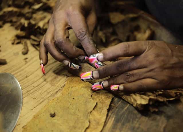 A woman rolls a cigar at the Cohiba cigar factory [El Laguito] in Havana September 10, 2012. (Photo by Desmond Boylan/Reuters)
