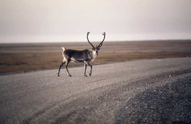 Photographer Dennis Cowals traveled to Alaska to document the landscape as construction on the Trans-Alaska Pipeline had just begun. Here, a caribou crosses a gravel roadway near Mile 0, northern Alaska, August 1973. (Photo by Dennis Cowals/NARA via The Atlantic)