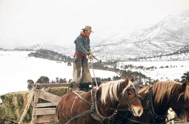 Frank Starbuck, last of the old time ranchers near Fairview, Colorado, manages a spread of 1,300 acres and 400 head of cattle, October 1972. He does it alone because it is too difficult and expensive to get help. Starbuck finds it easier to feed his livestock from a horse drawn wagon or sled than from a truck or tractor. (Photo by David Hiser/NARA via The Atlantic)