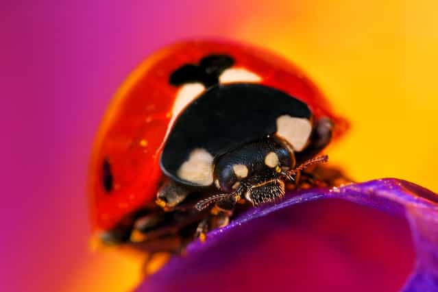 Ladybug. (Photo by Boris Godfroid)