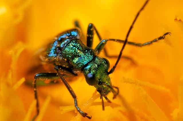 Thick-legged flower beetle. (Photo by Boris Godfroid)