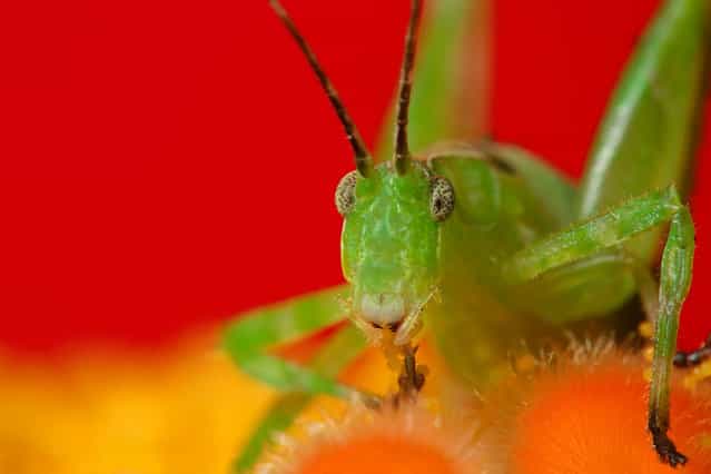 Grasshopper. (Photo by Boris Godfroid)