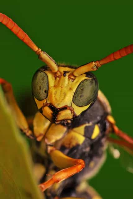 European paper wasp. (Photo by Boris Godfroid)