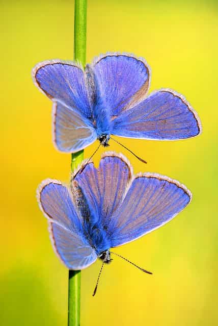 Butterflies. (Photo by Boris Godfroid)