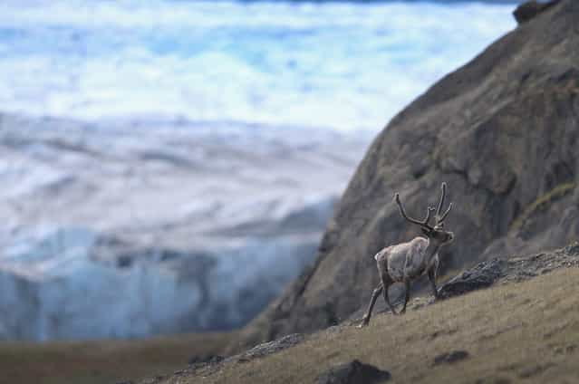 A caribou walks in the foreground of a glacier, on July 12, 2013 in Kangerlussuaq, Greenland. (Photo by Joe Raedle/Getty Images via The Atlantic)