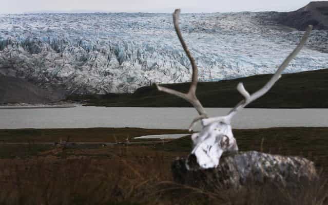 A caribou skull is seen near a glacier on July 11, 2013 in Kangerlussuaq, Greenland. (Photo by Joe Raedle/Getty Images via The Atlantic)