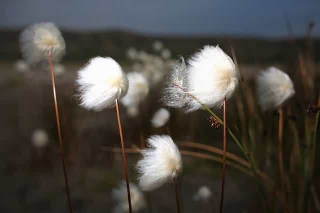 Flowers in Kangerlussuaq, Greenland, photographed on July 14, 2013. (Photo by Joe Raedle/Getty Images via The Atlantic)