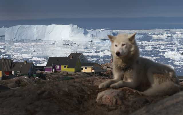 A sled dog rests near houses, with icebergs in the background from Jakobshavn Glacier, in Ilulissat, on July 17, 2013. (Photo by Joe Raedle/Getty Images via The Atlantic)